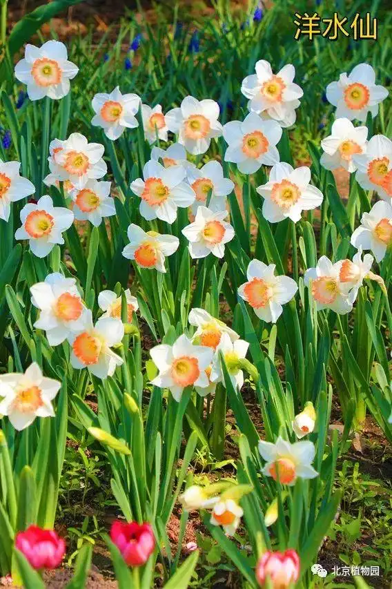 郁金香种子种植方法