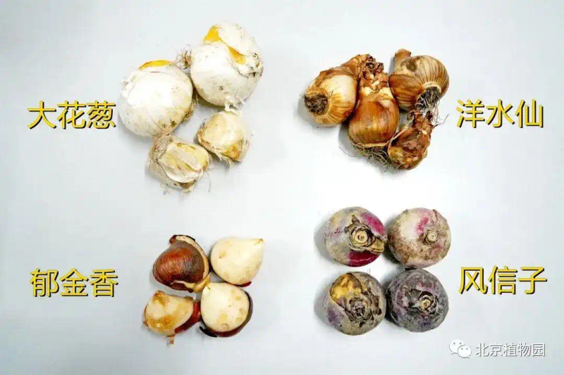 郁金香种子种植方法