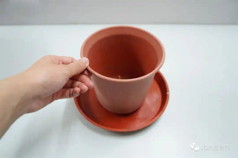 郁金香种子种植方法