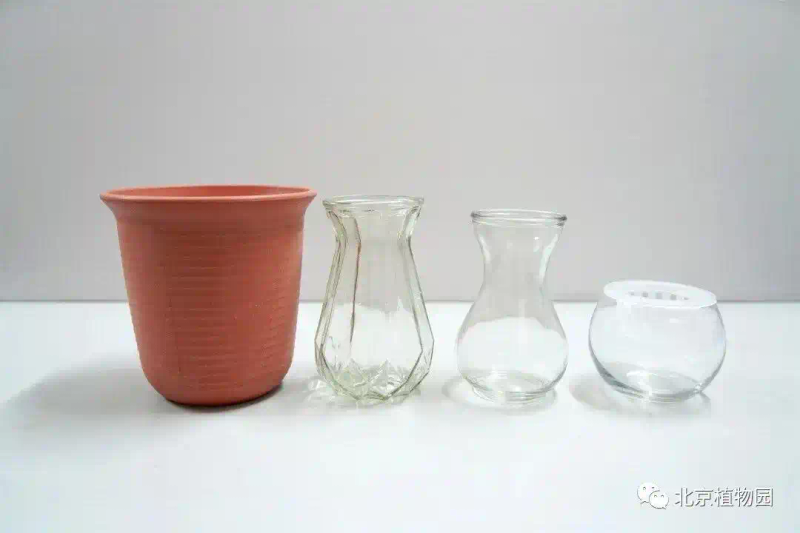 郁金香种子种植方法