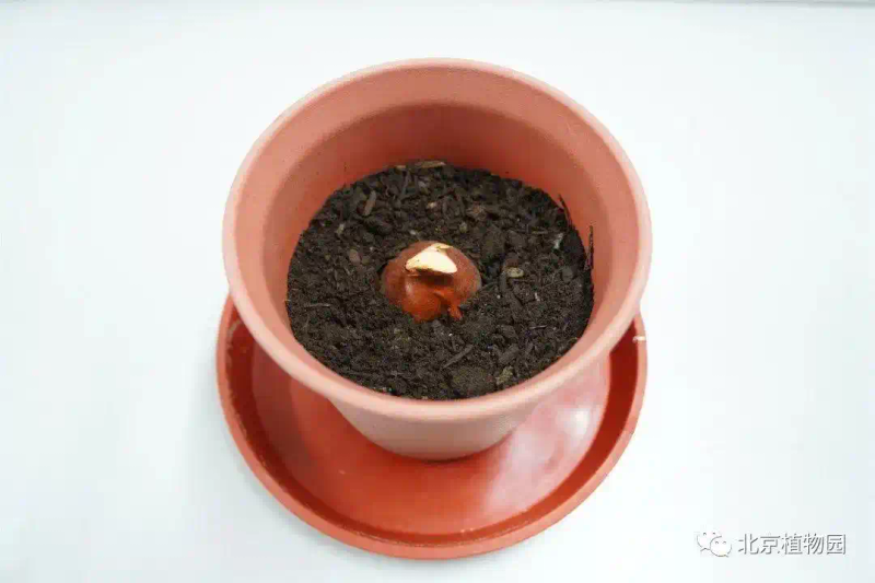 郁金香种子种植方法