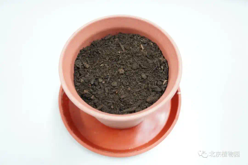 郁金香种子种植方法