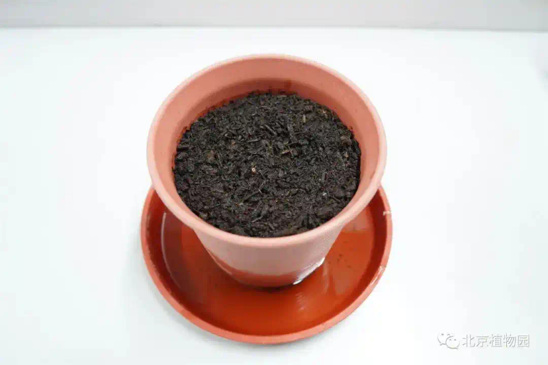 郁金香种子种植方法