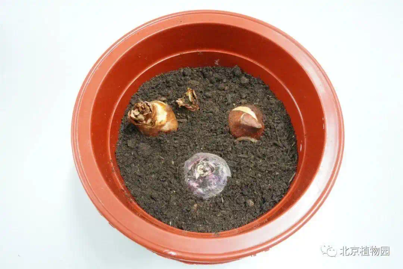 郁金香种子种植方法