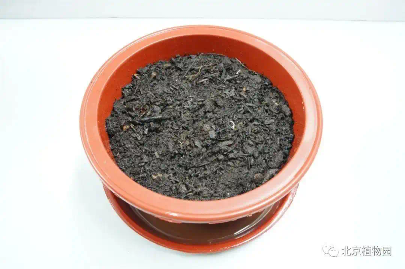 郁金香种子种植方法