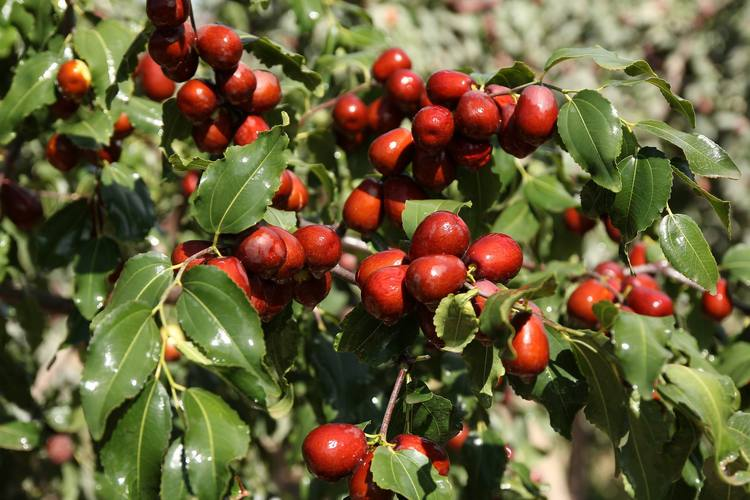 和田大枣种植方法