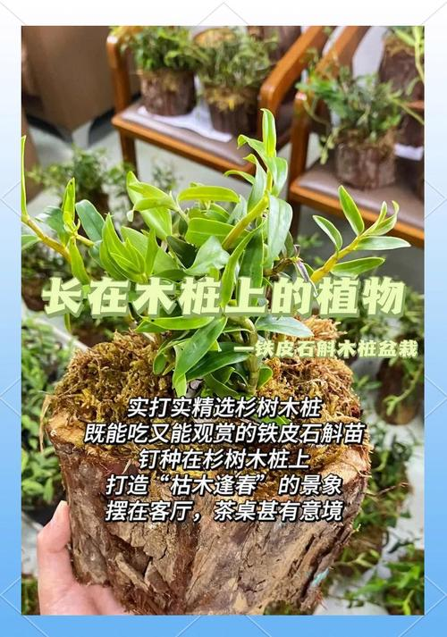 盆栽铁皮石斛种植方法