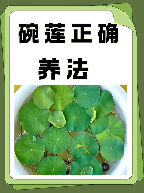 碗莲无土种植方法图解