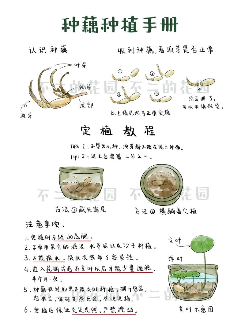 碗莲无土种植方法图解
