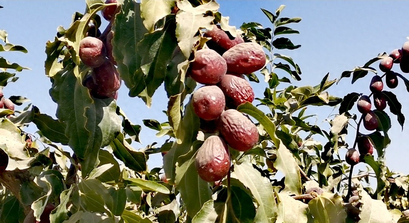 和田大枣种植方法