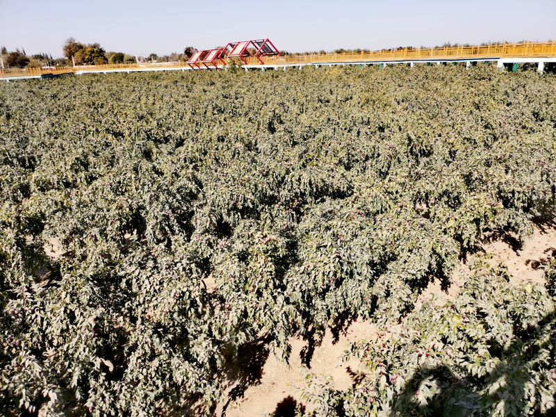 和田大枣种植方法