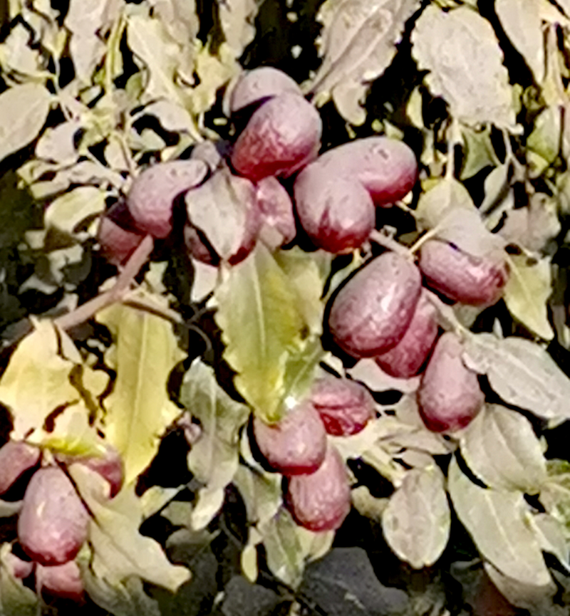 和田大枣种植方法