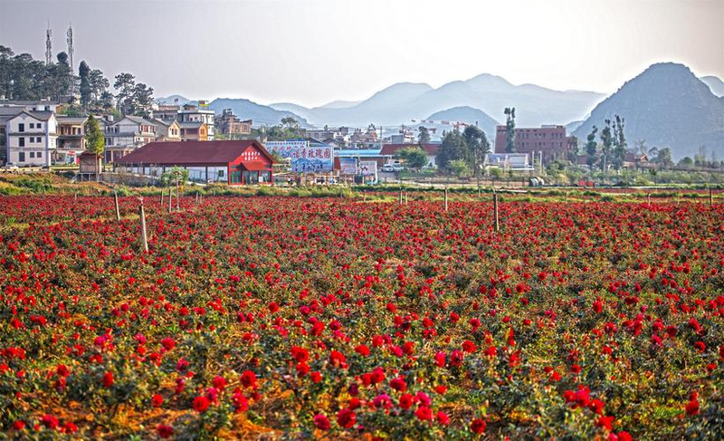 滇红玫瑰花种植技术