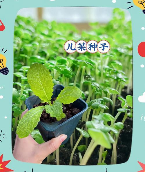 娃娃菜的种植方法