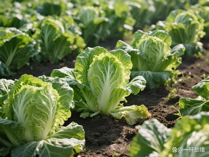 娃娃菜的种植方法