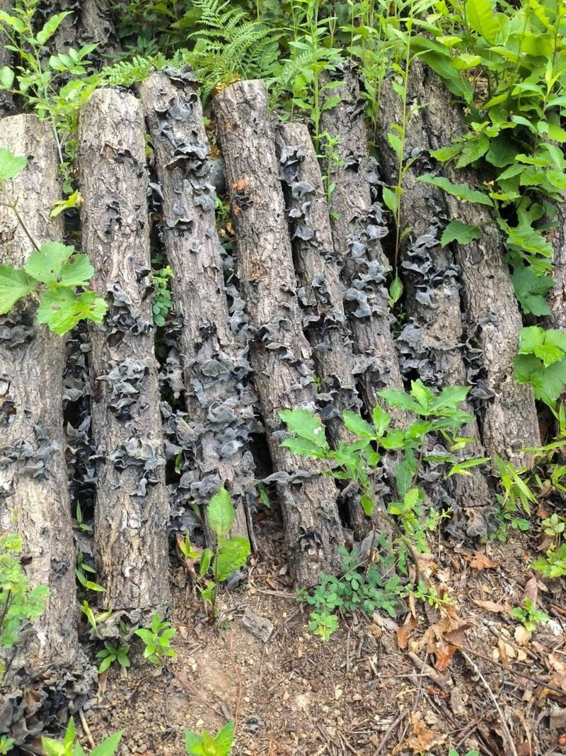 农广天地食用菌种植技术