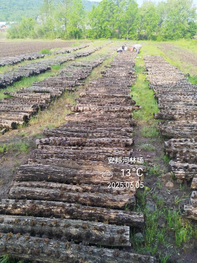 农广天地食用菌种植技术