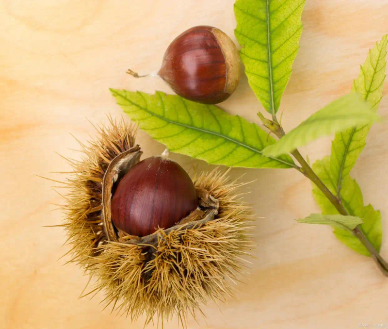 栗子树种植方法