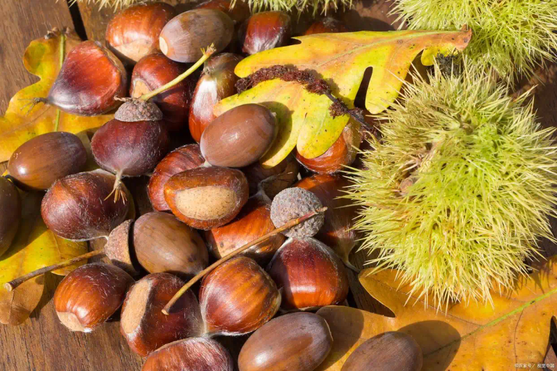 栗子树种植方法