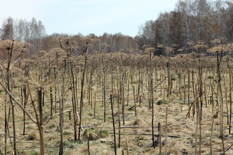 栗子树种植方法