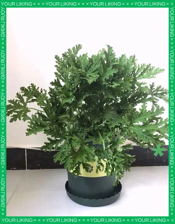 驱蚊草种植方法