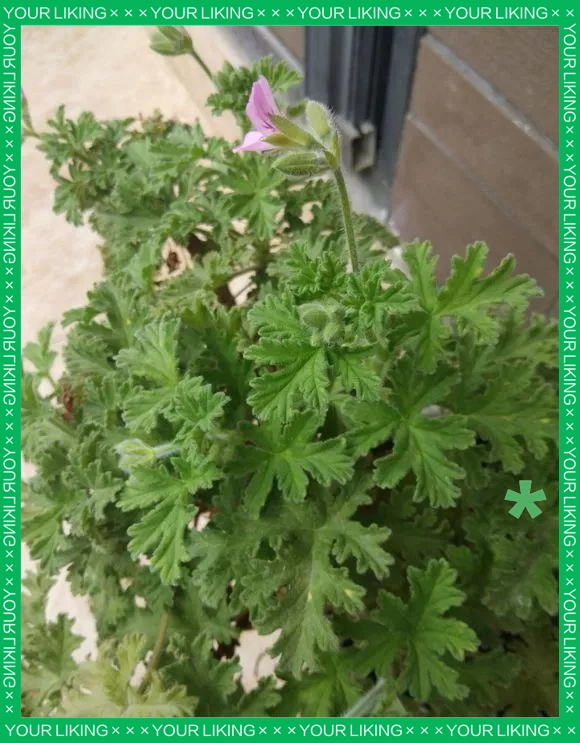 驱蚊草种植方法