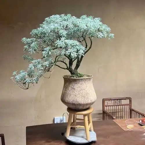 驱蚊草种植方法