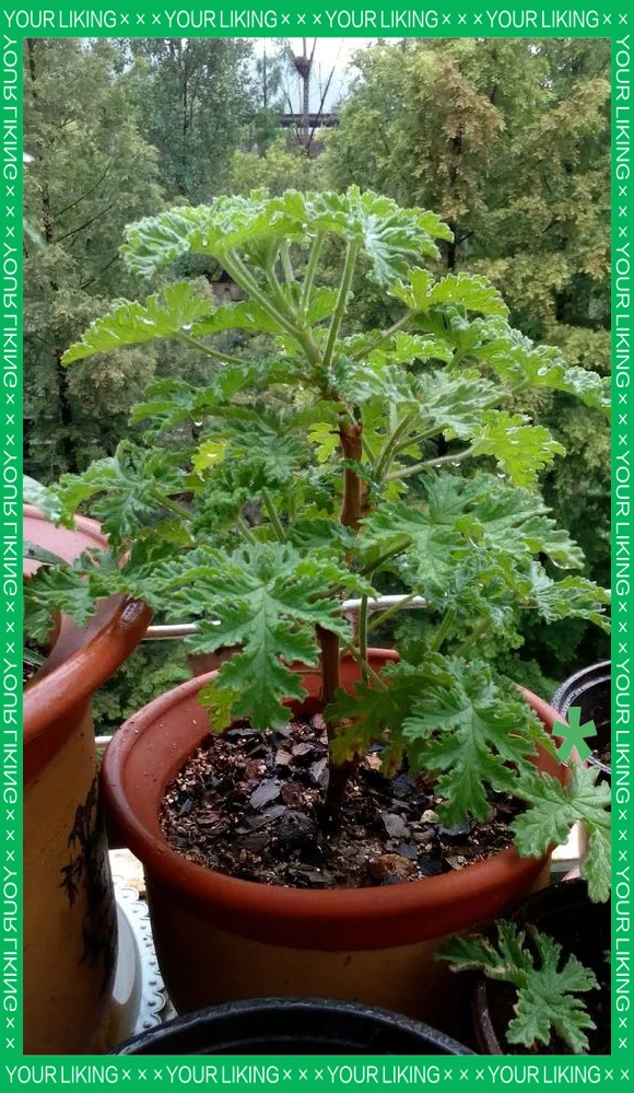 驱蚊草种植方法