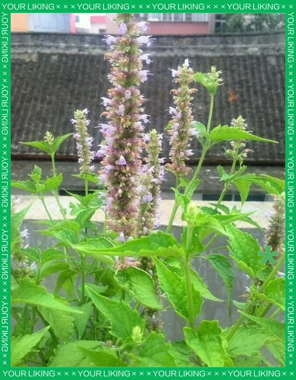 驱蚊草种植方法