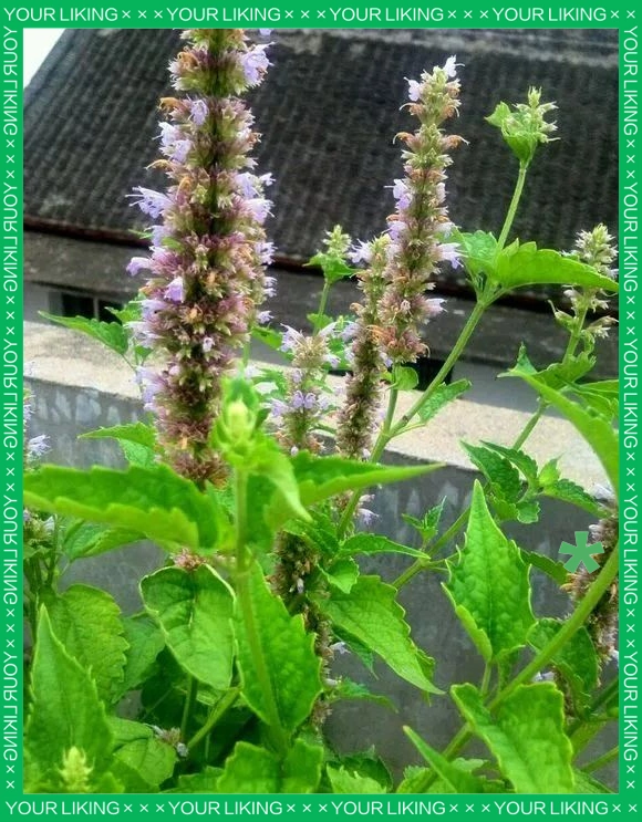 驱蚊草种植方法