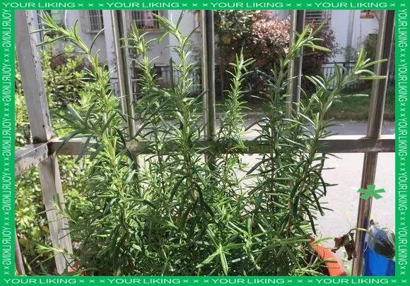 驱蚊草种植方法