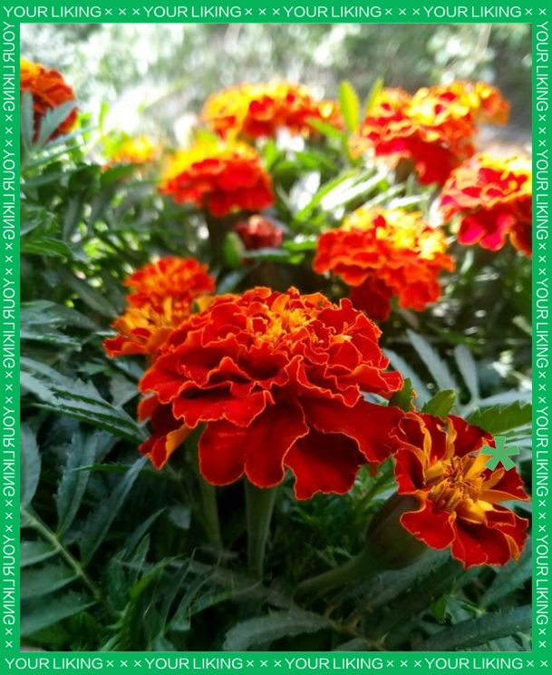 驱蚊草种植方法