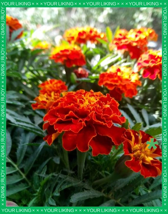 驱蚊草种植方法