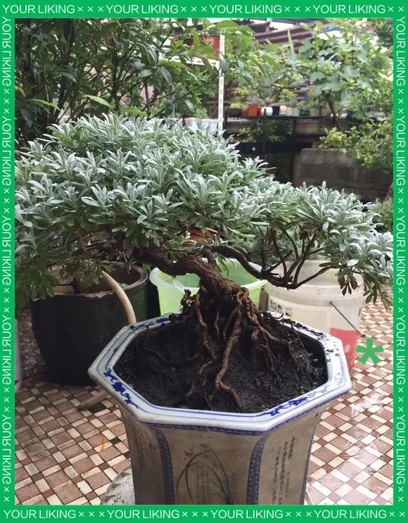 驱蚊草种植方法