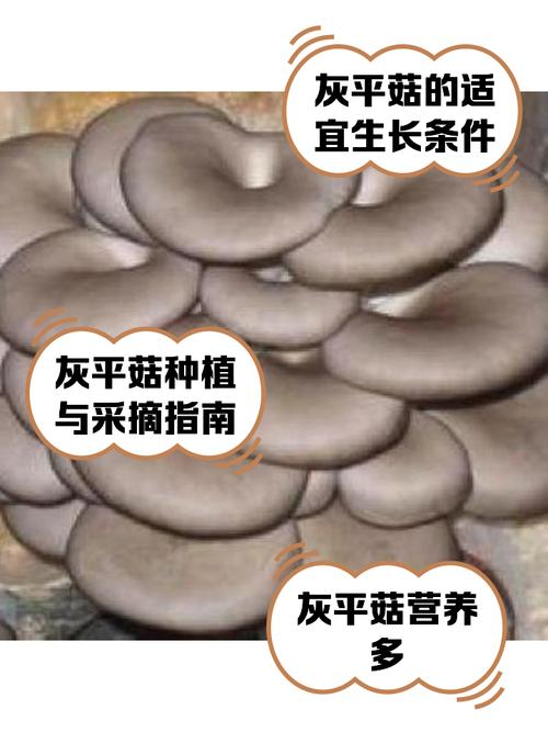 农广天地食用菌种植技术