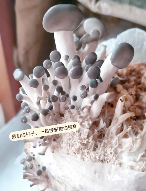 农广天地食用菌种植技术