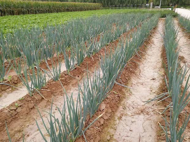 春播大葱种植技术视频