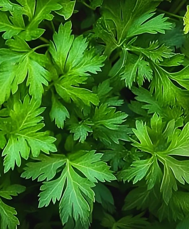 驱蚊草种植方法