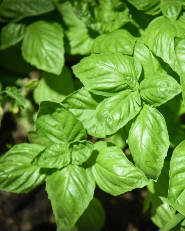 驱蚊草种植方法