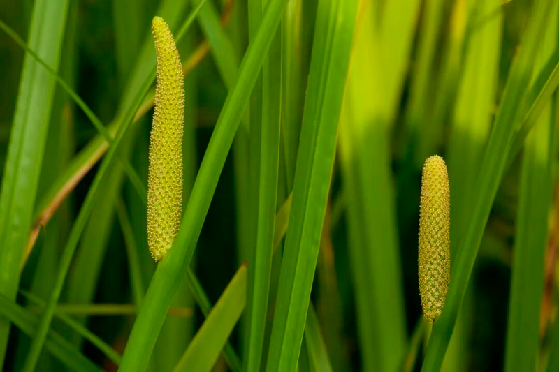 驱蚊草种植方法