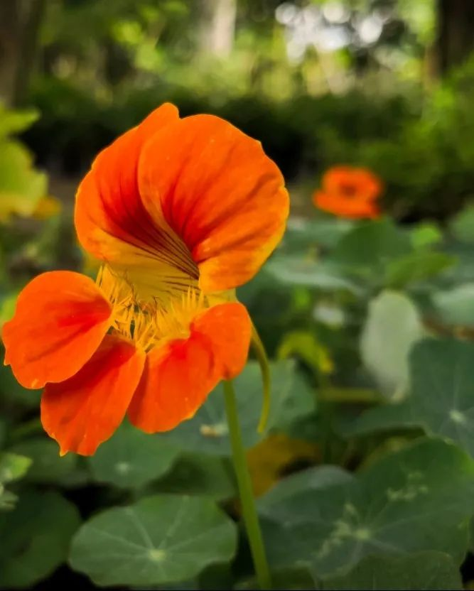 驱蚊草种植方法