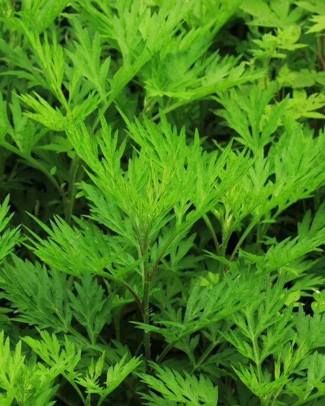 驱蚊草种植方法