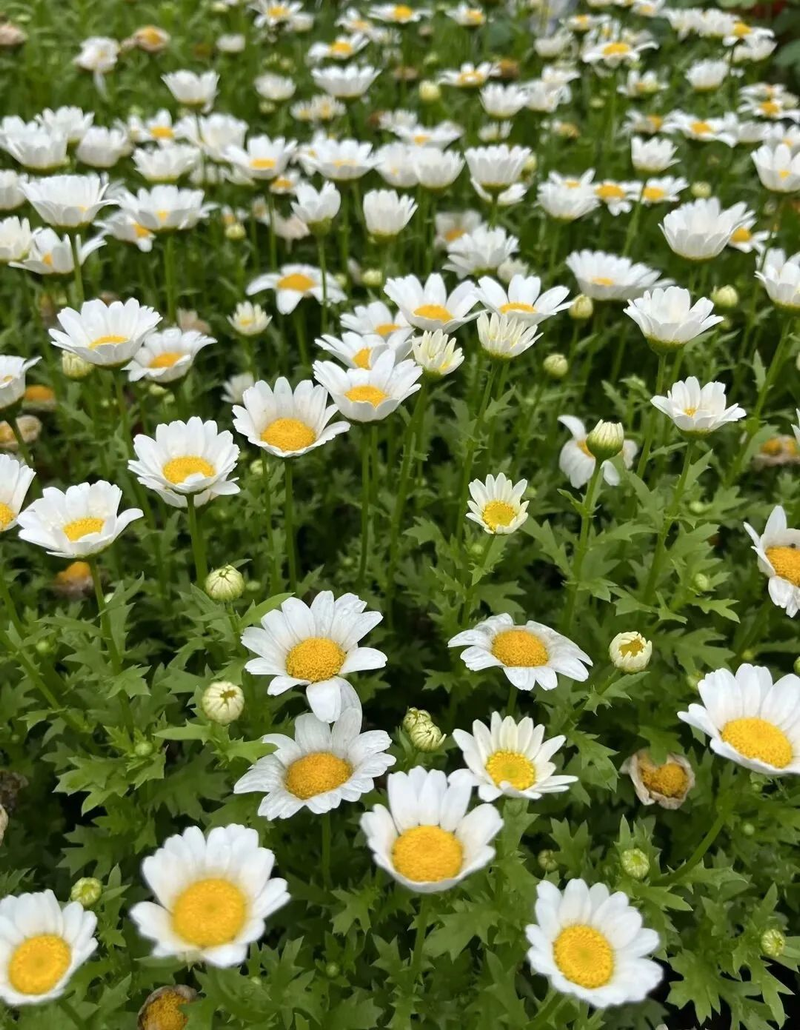 驱蚊草种植方法