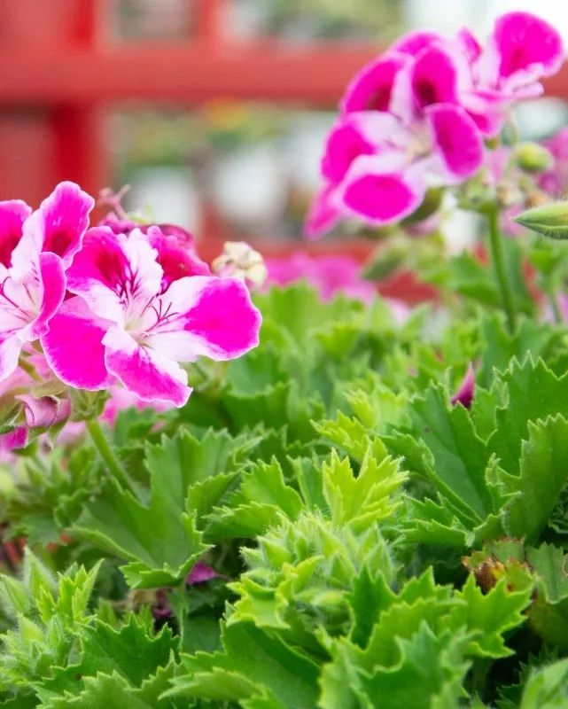 驱蚊草种植方法