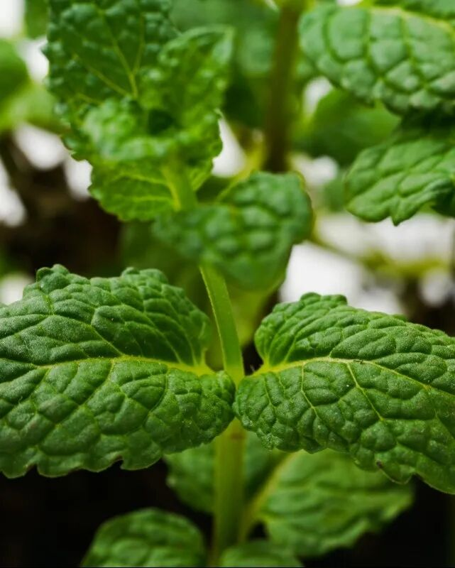 驱蚊草种植方法