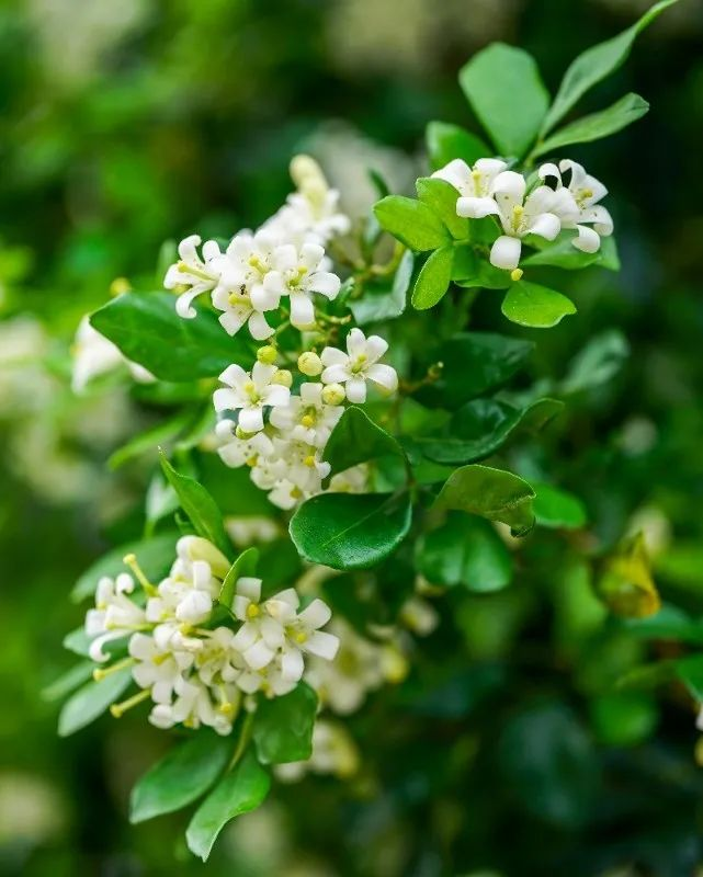 驱蚊草种植方法