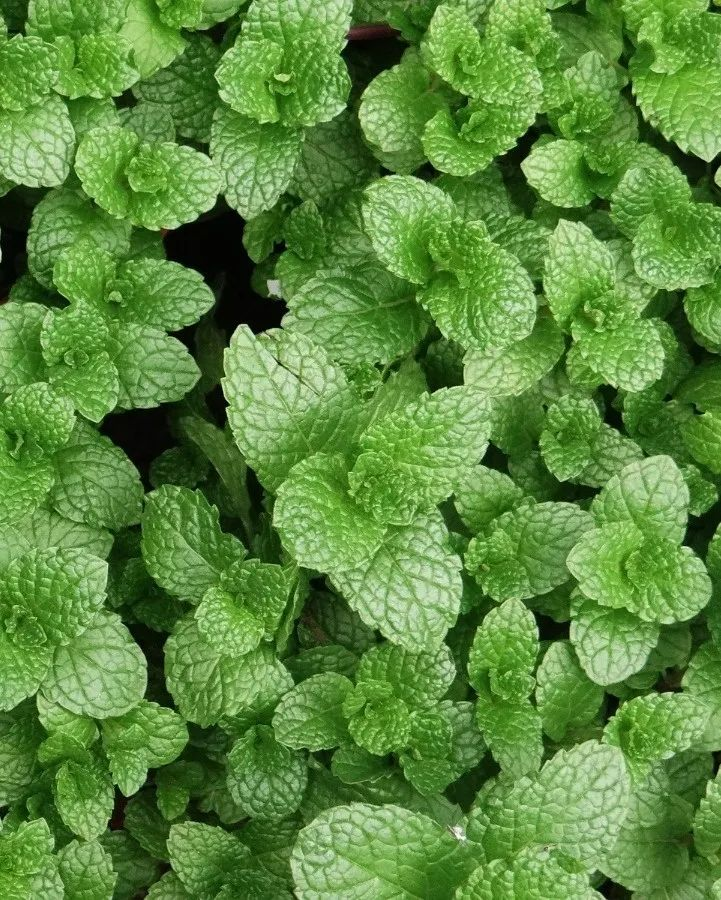 驱蚊草种植方法