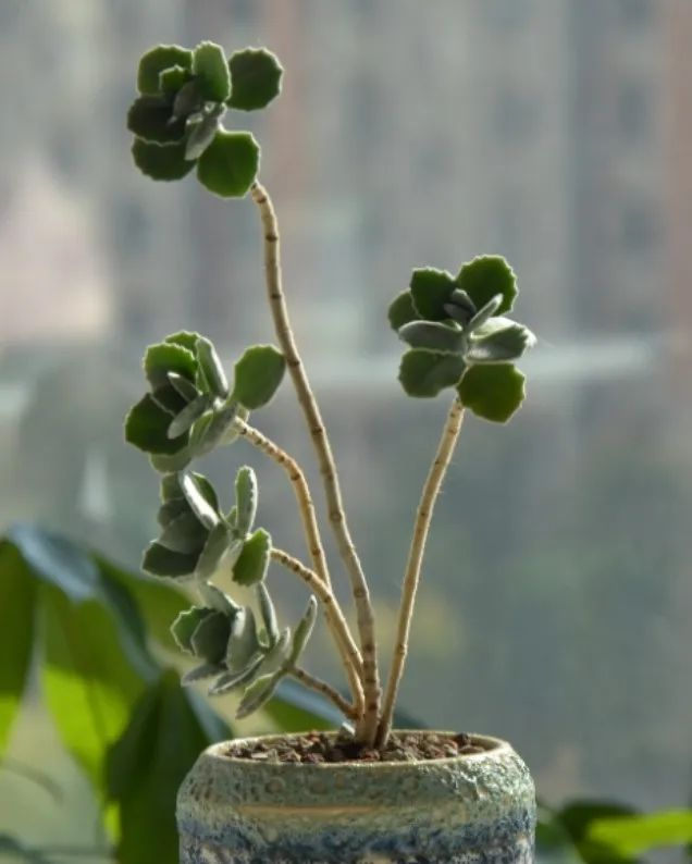 驱蚊草种植方法