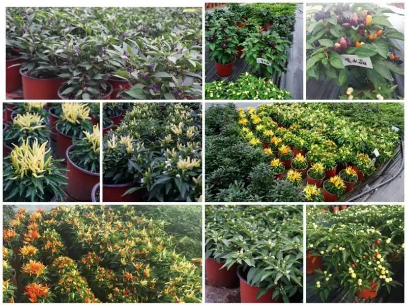 盆栽朝天椒的种植方法