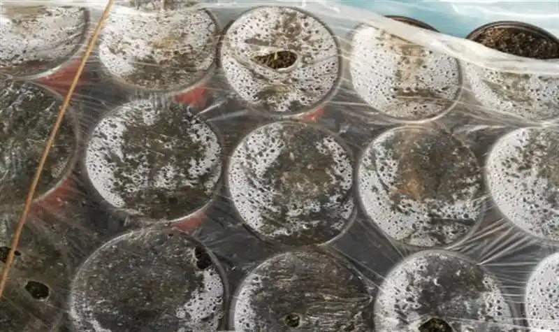 盆栽朝天椒的种植方法